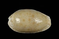 藏品(腰斑寶螺)的圖片